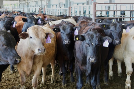 cows in the are where Paula does her research